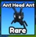 Actual Ant Head Ant Index card with its Rare label